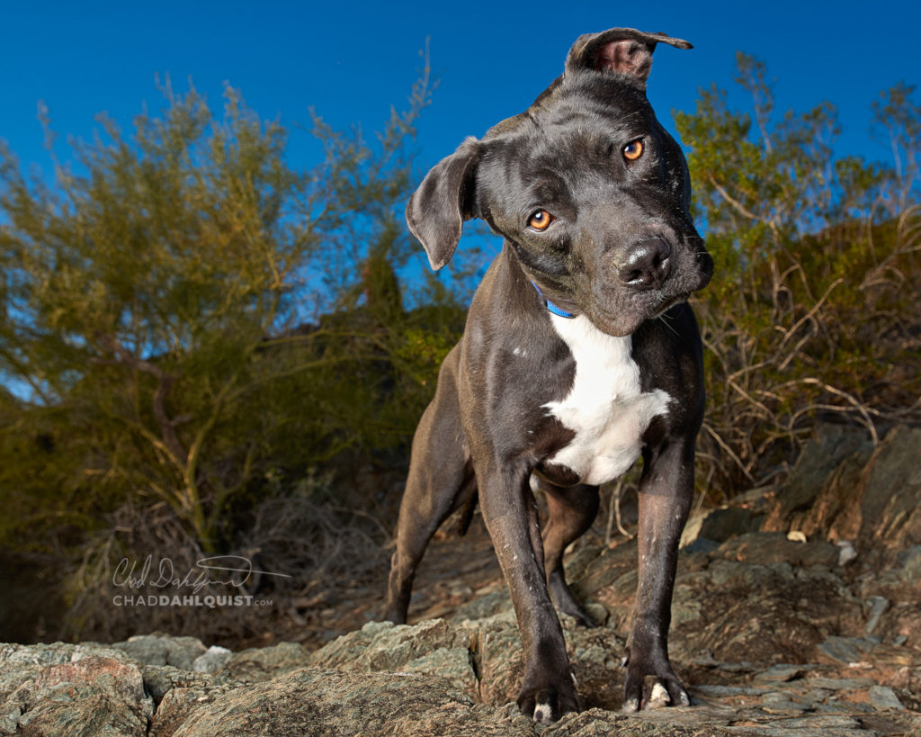 Pet Photographer Chad Dahlquist