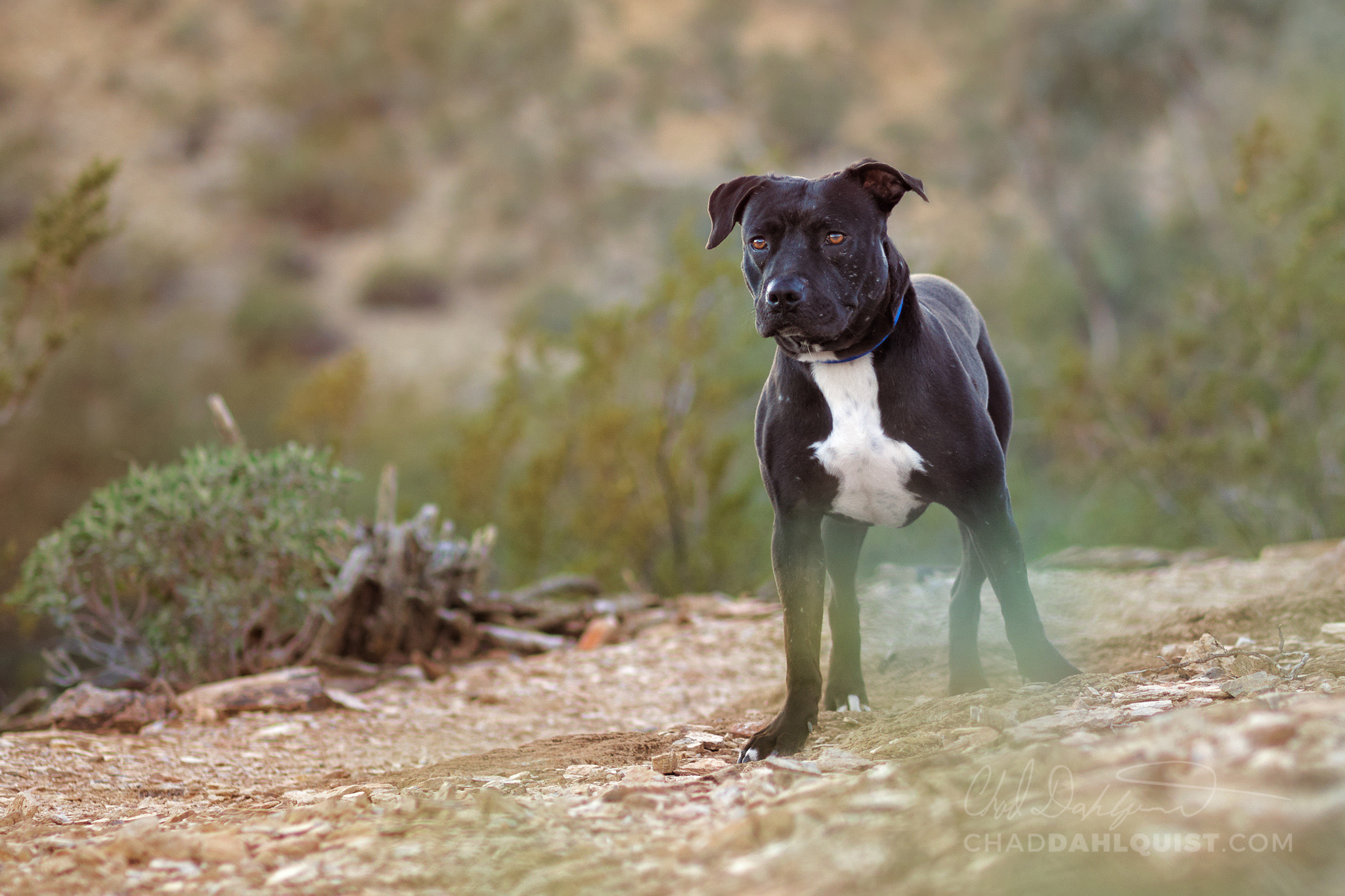 Chad Dahlquist Photography - Pets