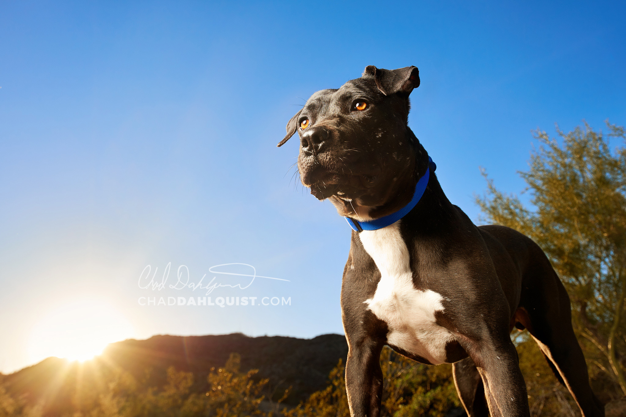 Chad Dahlquist Photography - Pets