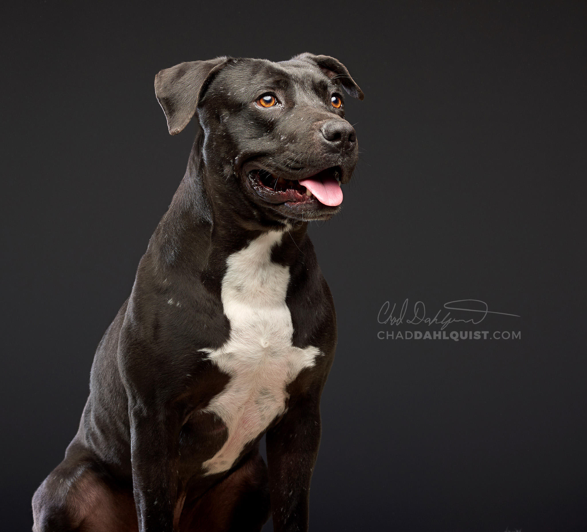 Chad Dahlquist Photography - Pets