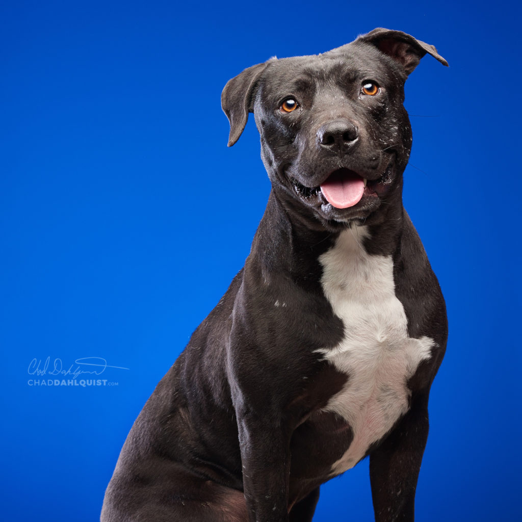 Pet Photographer Chad Dahlquist