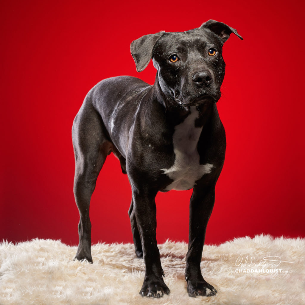 Pet Photographer Chad Dahlquist