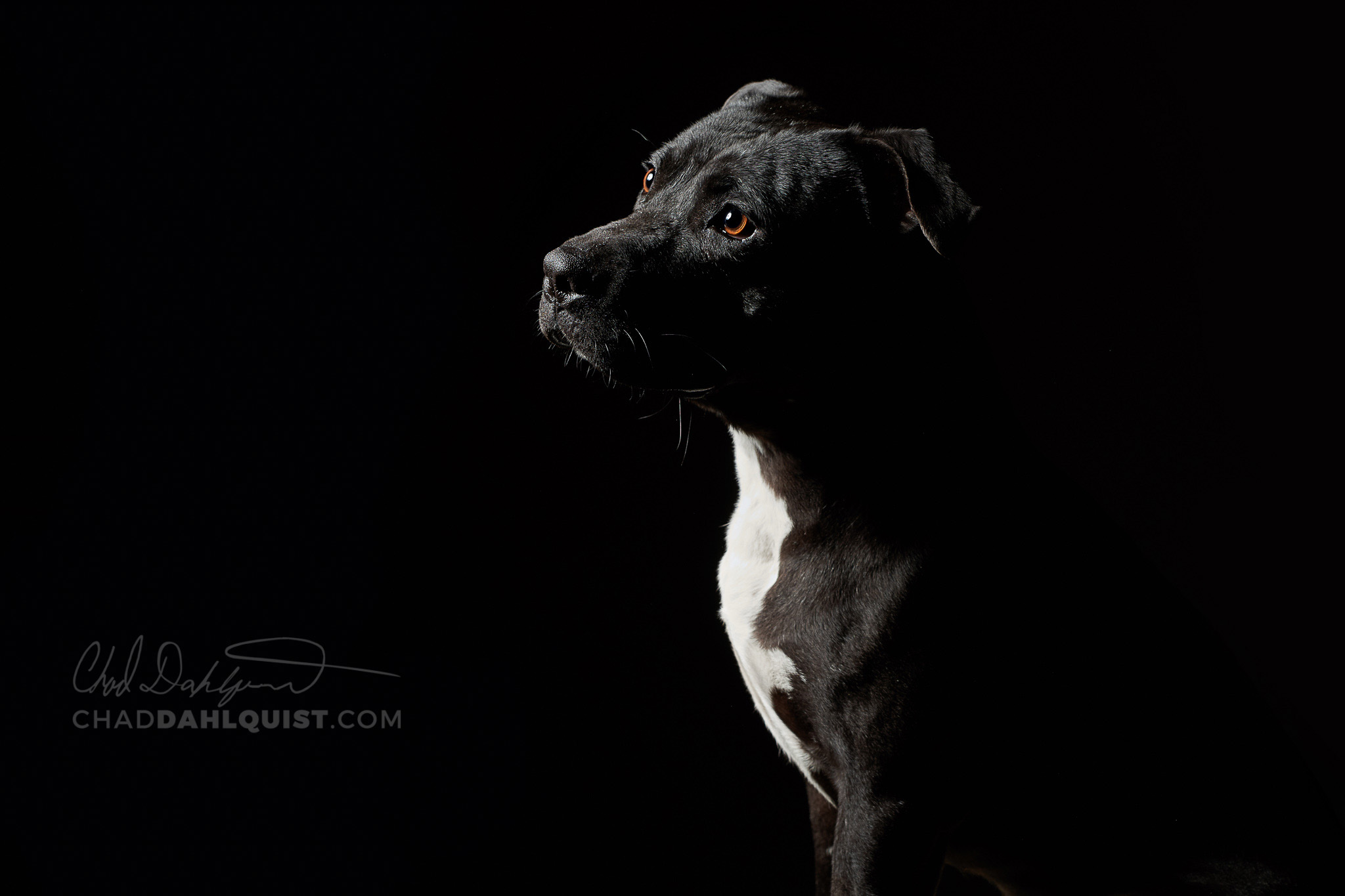 Chad Dahlquist Photography - Pets